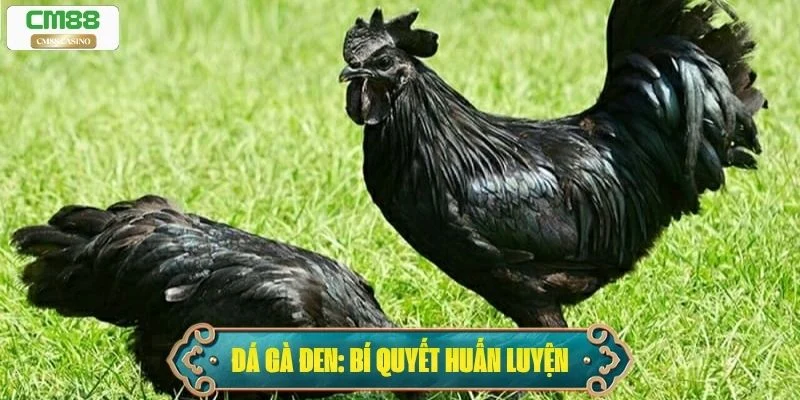 Đá Gà Đen: Bí Quyết Nuôi, Huấn Luyện Và Cá Cược Thắng Lớn