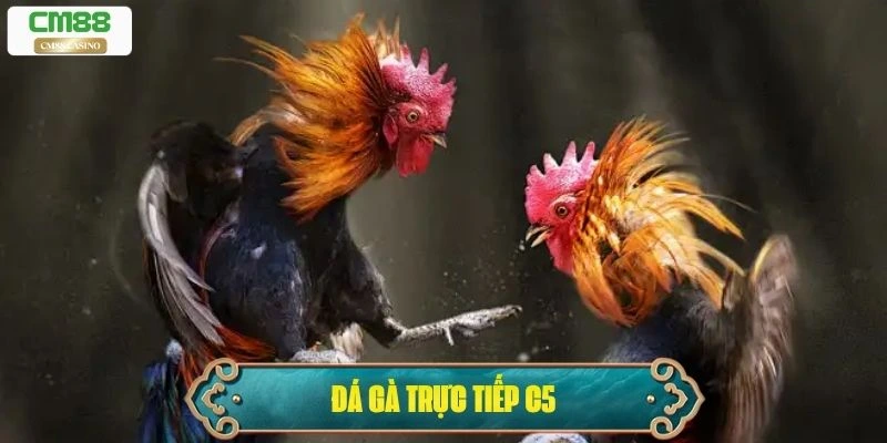 Đá Gà Trực Tiếp C5 – Nơi Thú Vui Chơi Gà Kiếm Ra Tiền