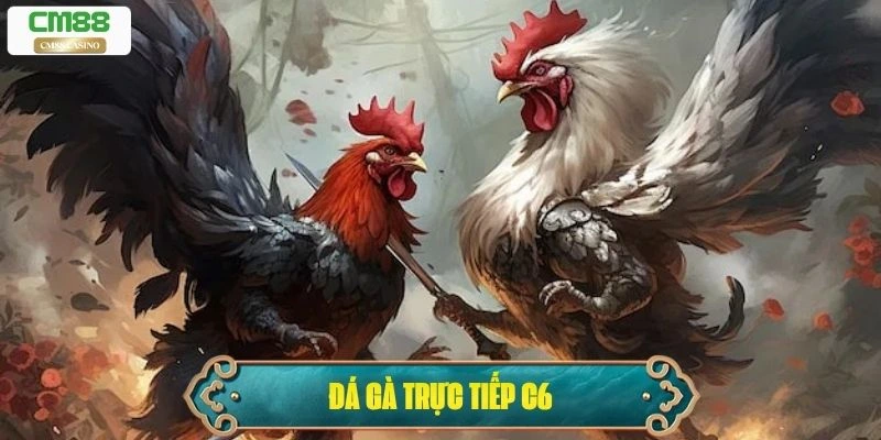 Đá Gà Trực Tiếp C6: Sân Chơi Hàng Đầu Người Đam Mê Gà Chiến