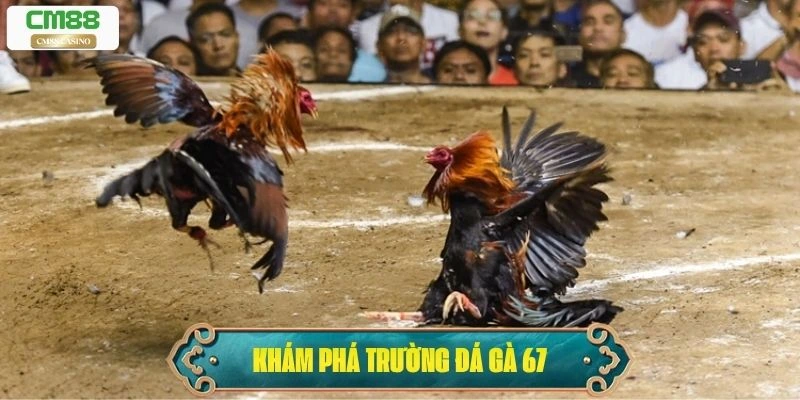Đá gà 67: Trò Chơi Truyền Thống Kết Hợp Cá Cược Hiện Đại