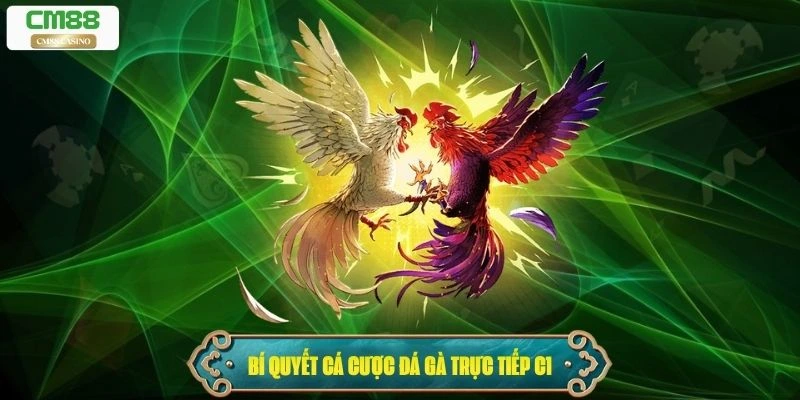 Bí quyết cá cược khi theo dõi đá gà trực tiếp C1
