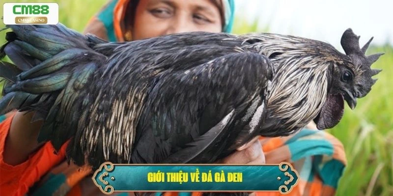 Giới thiệu về đá gà đen