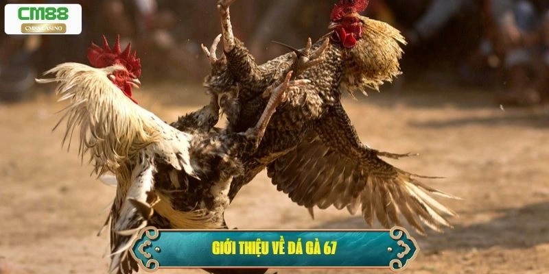 Giới thiệu về đá gà 67