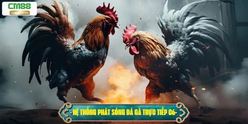 Hệ thống phát sóng của đá gà trực tiếp C6