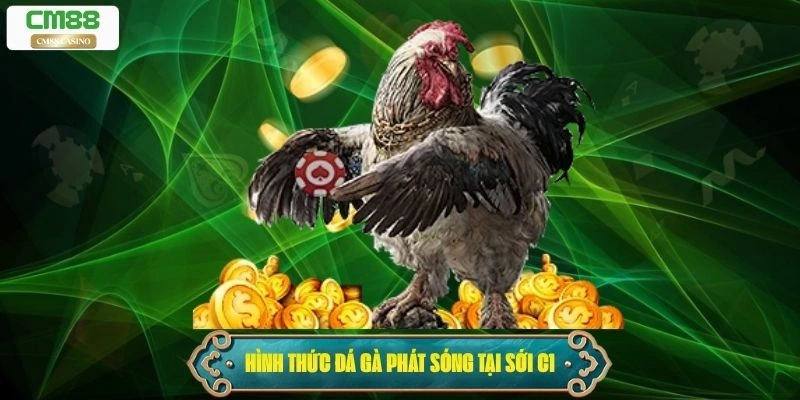 Các hình thức đá gà phát sóng tại sới C1