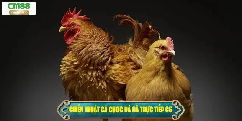 Chiến thuật cá cược đá gà trực tiếp C5
