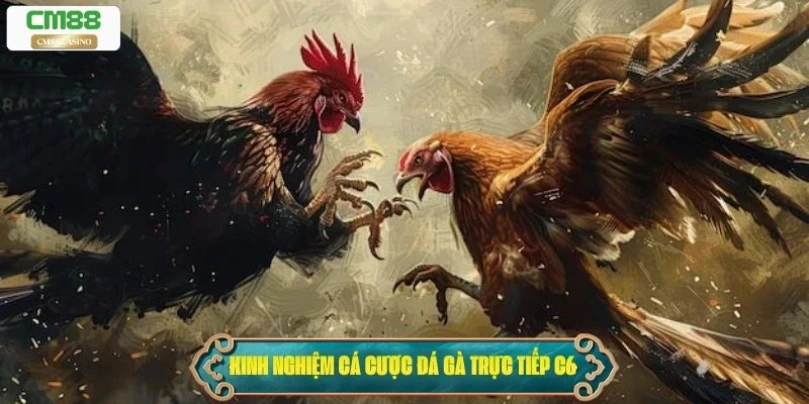 Kinh nghiệm cá cược khi xem đá gà trực tiếp C6