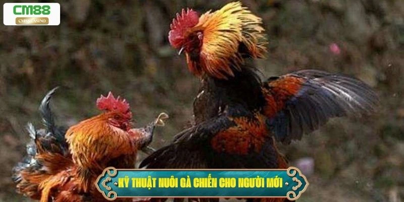 Kỹ thuật nuôi gà chiến cho đá gà trực tiếp C5