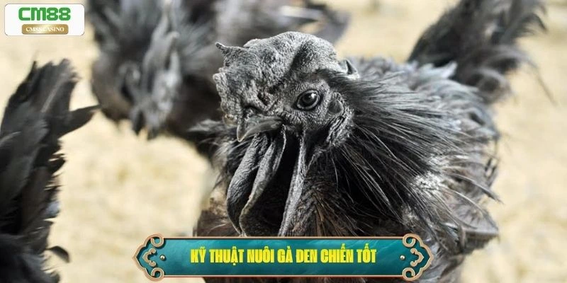 Kỹ thuật nuôi gà đen chiến tốt