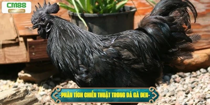 Phân tích chiến thuật trong đá gà đen